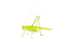 Sickle-bearing bush-cricket (Phaneroptera falcata) male, France, July,  Meetyourneighbours.net project