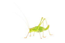 Speckled bush-cricket (Leptophyes punctatissima) female, France, July,  Meetyourneighbours.net project
