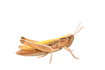 Lesser marsh grasshopper (Chorthippus albomarginatus) female, France, July,  Meetyourneighbours.net project