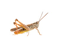 Bow-winged grasshopper (Chorthippus biguttulus) male, France, July,  Meetyourneighbours.net project