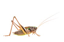 Bog bush-cricket (Metrioptera brachyptera) male, The Netherlands, August,  Meetyourneighbours.net project