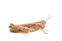 Bow-winged grasshopper (Chorthippus biguttulus) female, The Netherlands, August,  Meetyourneighbours.net project