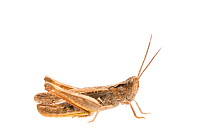 Lesser field grasshopper (Chorthippus mollis) male, The Netherlands, August,  Meetyourneighbours.net project