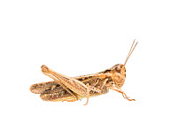 Lesser field grasshopper (Chorthippus mollis) female, The Netherlands, August,  Meetyourneighbours.net project