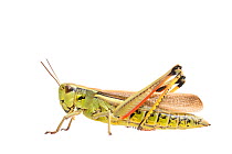 Large marsh grasshopper (Stethophyma grossum) female, The Netherlands, August,  Meetyourneighbours.net project
