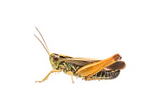 Common green grasshopper (Omocestus viridulus) male, The Netherlands, August,  Meetyourneighbours.net project
