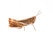 Heath grasshopper (Chorthippus vagans) female, The Netherlands, September,  Meetyourneighbours.net project