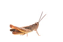 Heath grasshopper (Chorthippus vagans) male, The Netherlands, September,  Meetyourneighbours.net project