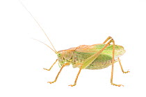 Upland green bush-cricket (Tettigonia cantans) male, The Netherlands, September,  Meetyourneighbours.net project