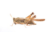 Slender groundhopper (Tetrix subulata) female, The Netherlands, September,  Meetyourneighbours.net project