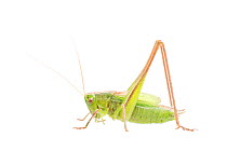 Two-coloured bush-cricket (Bicolorana bicolor) male, Germany, September,  Meetyourneighbours.net project