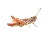 Rufous grasshopper (Gomphocerippus rufus) female, Germany, September,  Meetyourneighbours.net project