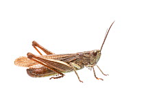 Steppe grasshopper (Chorthippus dorsatus) male, Germany, September,  Meetyourneighbours.net project