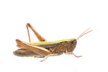 Steppe grasshopper (Chorthippus dorsatus) female, Germany, September,  Meetyourneighbours.net project
