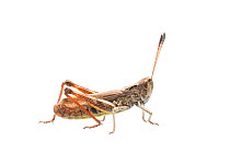 Rufous grasshopper (Gomphocerippus rufus) male, Germany, September,  Meetyourneighbours.net project