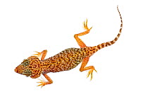 Middle Eastern short-fingered gecko (Stenodactylus doriae) dorsal view, Oman. Meetyourneighbours.net project