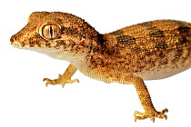 Spacious Rock Gecko (Bunopus spatalurus) portrait, Oman. Meetyourneighbours.net project