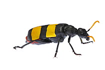 Blister beetle (Hycleus scabratus) profile, Oman. Meetyourneighbours.net project