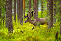 Forest reindeer, (Rangifer tarandus fennicus) Viiksimo, Kuhmo region. Finland, July. Rare subspecies which were nearly extinct in the 19th Century.