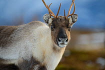 Reindeer (Rangifer tarandus) male, Isle of Senja, Troms, Norway, February.