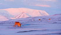 Svalbard reindeer (Rangifer tarandus platyrhynchus) foraging in snowy landscape, Svalbard, Norway. April.