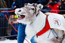 Dehorned reindeer at Tromso Reindeer Racing Championships, Tromso, Norway, February.