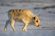 Svalbard reindeer (Rangifer tarandus platyrhynchus) calf, Svalbard, Norway.