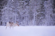 Reindeer (Rangifer tarandus) in snowy forest, Finland, January.