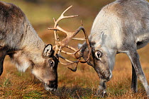 Reindeer (Rangifer tarandus) fighting, Cairngorms Reindeer Herd, Inverness-shire, Scotland, UK, December. Introduced species.