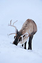 Reindeer (Rangifer tarandus), Cairngorms Reindeer Herd, Inverness-shire, Scotland, UK, December.