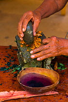 Preparation of dye using Tumeric (Curcuma longa) with bowl of purple dye produced possibly from Tuyska (Latin name unknown) Boruca indigenous people, Costa Rica. December 2014.