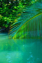 Palm tree branch dipping towards water, Puerto Jimenez, Golfo Dulce, Osa Peninsula, Costa Rica.
