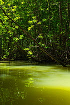 Mangrove forest, Puerto Jimenez, Golfo Dulce, Osa Peninsula, Costa Rica.