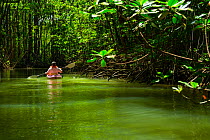 Tourist paddling among mangroves in canoe, Puerto Jimenez, Golfo Dulce, Osa Peninsula, Costa Rica.