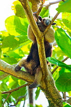Northern tamandua (Tamandua mexicana) climbing tree, Corcovado National Park, Osa Peninsula, Puntarenas Province, Costa Rica.