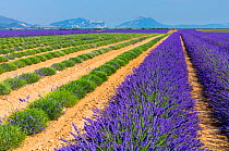 Partially harvested Lavender (Lavendula angustifolia) fields, Valensole Plateau, Alpes Haute Provence, France, July 2015.