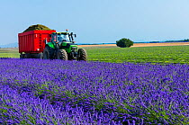 Machine harvesting Lavender (Lavendula angustifolia) from fields, Valensole Plateau, Alpes Haute Provence, France, July 2015.