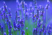 Honeybee (Apis melifera) visiting Lavender (Lavendula angustifolia) in lavender fields, Valensole Plateau, Alpes Haute Provence, France, July.