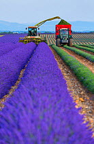 Harvesting Lavender (Lavendula angustifolia) in field,  Valensole Plateau, Alpes Haute Provence, France, July 2015.