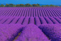 Lavender (Lavendula angustifolia) fields in flower, Valensole Plateau, Alpes Haute Provence, France, July 2015.