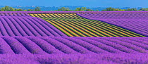 Lavender (Lavendula angustifolia) fields with one area harvested, Valensole Plateau, Alpes Haute Provence, France, July 2015.