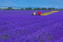 Machine harvesting Lavender (Lavendula angustifolia) Valensole Plateau, Alpes Haute Provence, France, July 2015.