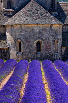 Lavender (Lavendula angustifolia) fields in front of Senanque Abbey, Gordes Village, Provence, France, July 2015.