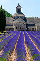 Lavender (Lavendula angustifolia) fields in front of Senanque Abbey, Gordes Village, Provence, France, July 2015.