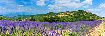 Panoramic of Lavender (Lavandula angustifolia) fields, Valensole Plateau, Alpes Haute Provence, France, Europe