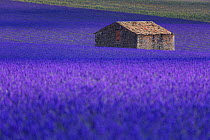 Hut in Lavender (Lavandula angustifolia) fields, Valensole Plateau, Alpes Haute Provence, France, June 2015.