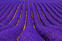 Lavender (Lavandula angustifolia) fields, Valensole Plateau, Alpes Haute Provence, France, June.