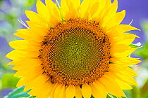 Sunflower (Helianthus annus) Valensole Plateau, Alpes Haute Provence, France, June.