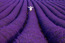 Person standing with their arms outstretched in Lavender (Lavandula angustifolia) fields, Valensole Plateau, Alpes Haute Provence, France, June.