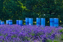 Bee hives in Lavender fields, Valensole Plateau, Alpes Haute Provence, France, June.